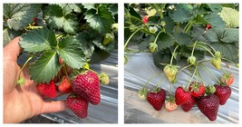 50 Seeds Black strawberry &quot;Shinku no Misuzu&quot; Fresh Garden - £27.96 GBP