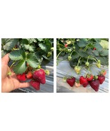 50 Seeds Black strawberry &quot;Shinku no Misuzu&quot; Fresh Garden - £27.44 GBP