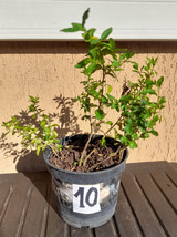 10 piante piantine ligustro gigante sempreverde ligustrum in vaso numera... - $8.32