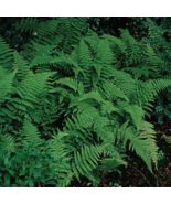 20 Hay Scented Fern clumps Dennstaedtia punctilobula - €25,33 EUR