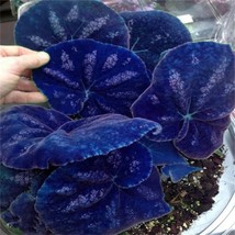 Colorful Caladium Dwarf Plant, 200 SEEDS D - $16.35