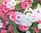 100 Seeds Rose Mallow Mix Seed Native Wildflower Flowering Shrub Bush Ga... - $8.99