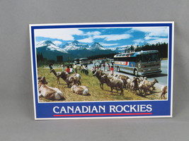 Vintage Postcard - The Canadian Rockies Mountain Sheep - Canadian Souvenir - £11.76 GBP