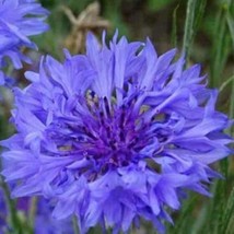 US Seller Bachelor Button Blue Dwarf Seeds Fast Shipping - £11.20 GBP