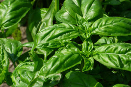 Vpf 200+ Italian Large Leaf Basil Seeds - $2.84