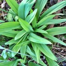 USA SELLER Ramps Allium Tricoccum Wild Leeks Ramsons - $18.96