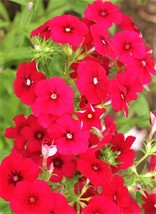 BStore Beautiful Red Drummond Phlox Seeds Non-Gmo 90 Seeds - £5.96 GBP
