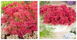 100PCS Red Sedum Seeds, Dragon&#39;s Blood, Red Flowering Ground Cover Seed  - £21.20 GBP