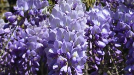 Wisteria sinensis 10 seeds  Chinese wisteria semillas graines - £6.66 GBP