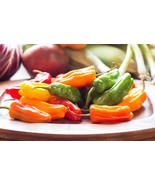 15 ORANGE SHISHITO PEPPER VEGETABLE SEEDS FOR GARDEN - $171.06 MXN