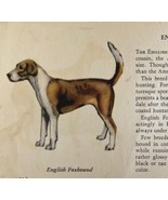 English Foxhound 1939 Dog Breed Art Ole Larsen Color Plate Print Antique... - €21,77 EUR