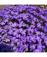 Purple Rockcress Flower 50 Seeds USA seller - £6.68 GBP
