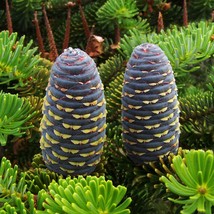 Korean Fir Tree (Abies Koreana) Seeds Garden - £12.75 GBP