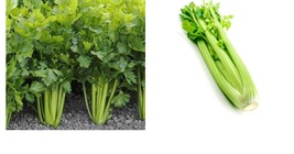 Celery Seeds Tall Utah Celery Seeds Crisp Tender Texture Fresh 8000+Seeds  - £22.37 GBP