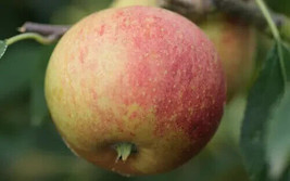 25 Laxton&#39;S Superb Apple Seeds Planting Gardening USA SELLER - $12.96