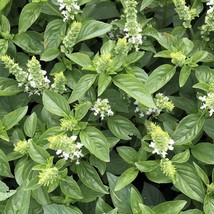 USA Seller Lime Basil Seeds Planting Americanum Kemangi Manglak Thai Lemon Balm  - £10.43 GBP