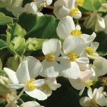 USA SELLER Begonia Seeds Babywing White 15 Pelleted Seeds Begonia X A - $19.85