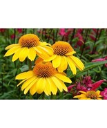 SRN 50 Granada Gold Coneflower Seeds Echinacea Flower Seed Flowers Garden - $34.07 CAD