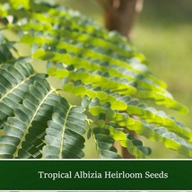 Tropical Seeds Albizia Richardiana 5 Seeds Bonsai Ornamental Tropical Seed Pack  - $16.68