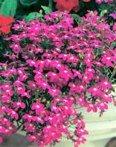 FG 200 Magenta Pink Lobelia Regatta Lobelia Erinus Flower Seeds - £5.25 GBP