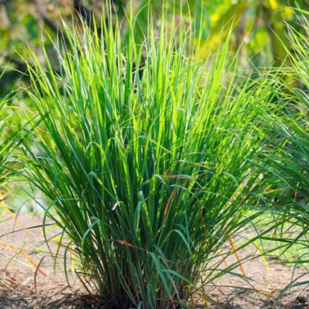 100 Lemon Grass Seeds (Cymbopogon) Fresh NON-GMO Garden Seeds - $56.94 MXN