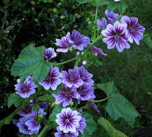 7 French Hollyhock Seeds-1192
