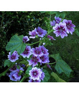 7 French Hollyhock Seeds-1192 - $2.98