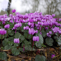 Qiguaidao Purple Eastern Cyclamen Seeds 5 Seeds - $7.99