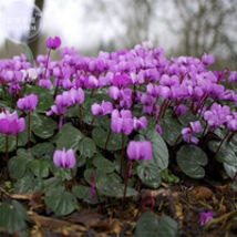 Qiguaidao Purple Eastern Cyclamen Seeds 5 Seeds - $7.99