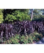 Princess Caroline Black Thick Pennisetum Fountain Grass Tall Grows 6 Fee... - $59.33 CAD