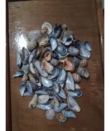Seashells , Ocean atlantic, Ocean Shelle,for décoration and crafts From ... - $49.37 CAD