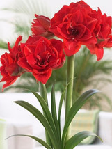 Red Hippeastrum Rutilum Bulbs Garden USA Shipping - £12.58 GBP