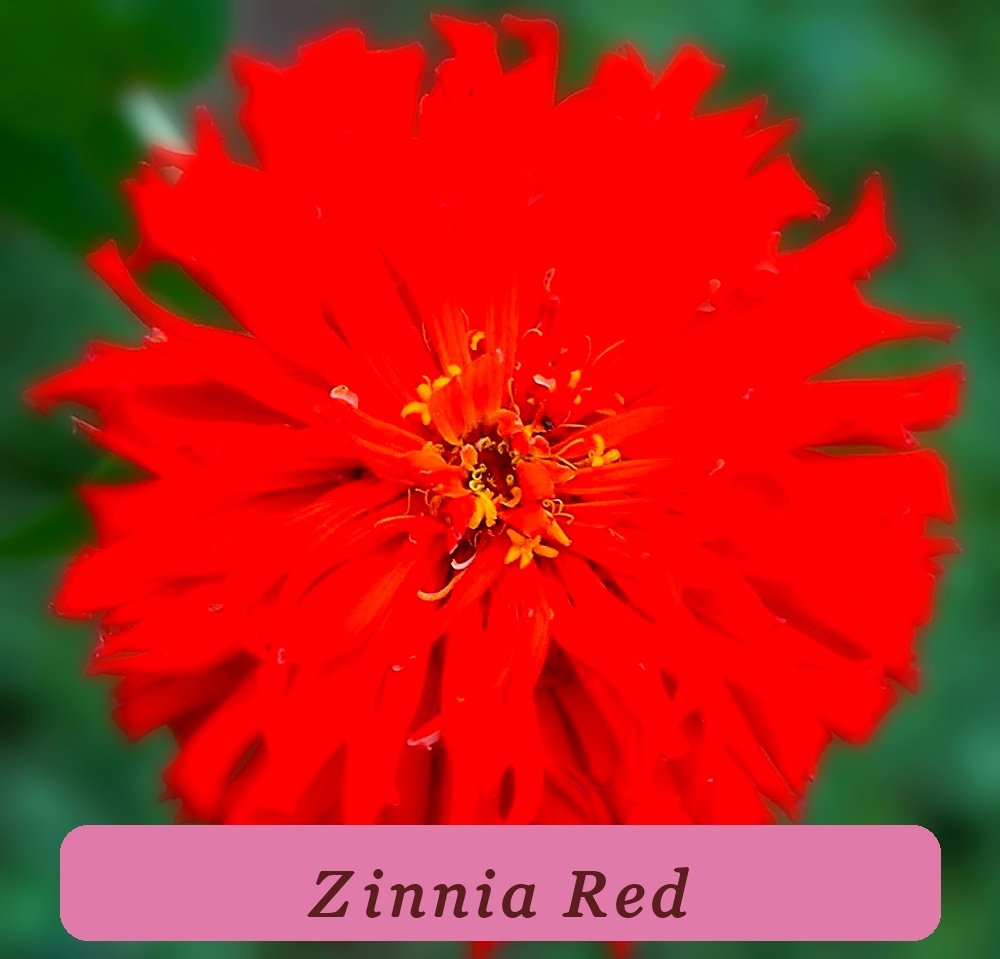 Easy Grow Beautiful Red Giant Cactus Zinnia Seeds 100+ Seeds - $2.97