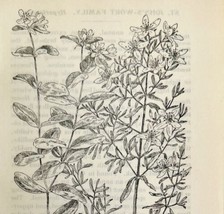1905 St John&#39;s Wort Flower Print Pen &amp; Ink Lithograph Antique Art 6.75 x 3.75 - £13.70 GBP