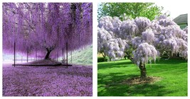6-12&quot; Tall - Purple Wisteria Tree - Live Plant - 2.5&quot; Pot - Wisteria sinensis - £66.83 GBP