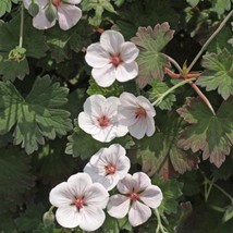 25+ Coombland White Geranium Seeds – Elegant Blooms for Garden &amp; Pots - $16.50