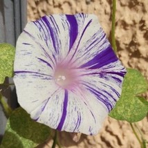 Morning Glory Carnevale Di Venezia, 35 Seeds R - £11.24 GBP