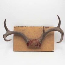 Vintage 7 Point Pennsylvania Whitetail Deer Antlers Mount 1960s - £54.26 GBP