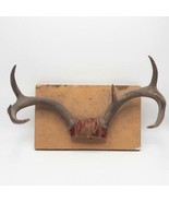 Vintage 7 Point Pennsylvania Whitetail Deer Antlers Mount 1960s - £54.50 GBP