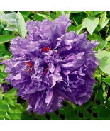 Zixiaxianzi Purple Peony Seeds 5 Seeds Pack A Must For Loving Big Flower... - €12,10 EUR