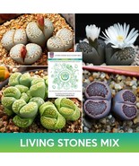 Living Stones Succulent Mix Seeds Lithops Julii Fast Grow - $17.09 CAD