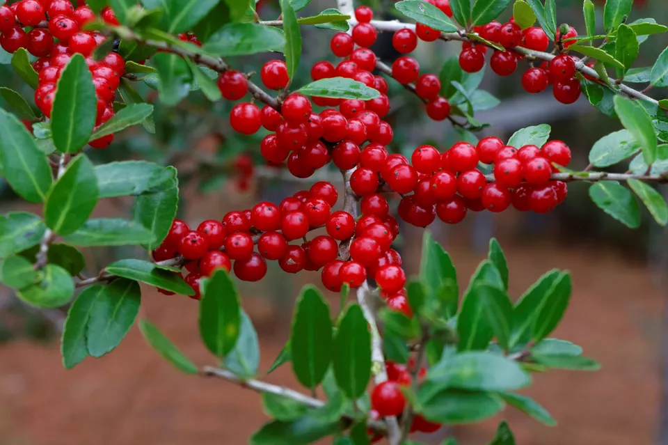 SYST 40 Seeds Yaupon Holly Bush Hedge Caffiene Tea - £7.13 GBP