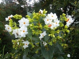 Nyctanthes Arbor Tristis 10 Seeds Fragrant Night Jasmine Shrub Or Small ... - $10.78