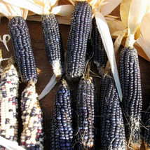 30 Hopi Blue Corn Seeds Heirloom   - £7.32 GBP