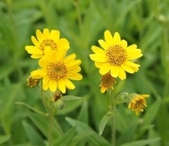 50 Seeds Meadow Arnica Swift Plant Heirloom Easy Garden Upgrade - $12.99