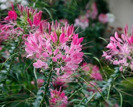 New Fresh Seeds 100 Rouge Spider Seeds Clome Spinosa Perennial Flower - $8.98