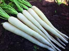 Grow In US Carrot White Lunar Organic Seeds Heirloom Non Gmo Open Pollinated - £6.18 GBP