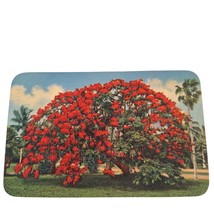 Postcard Beautiful Royal Poinciana Tree In Florida Chrome Posted - £5.33 GBP