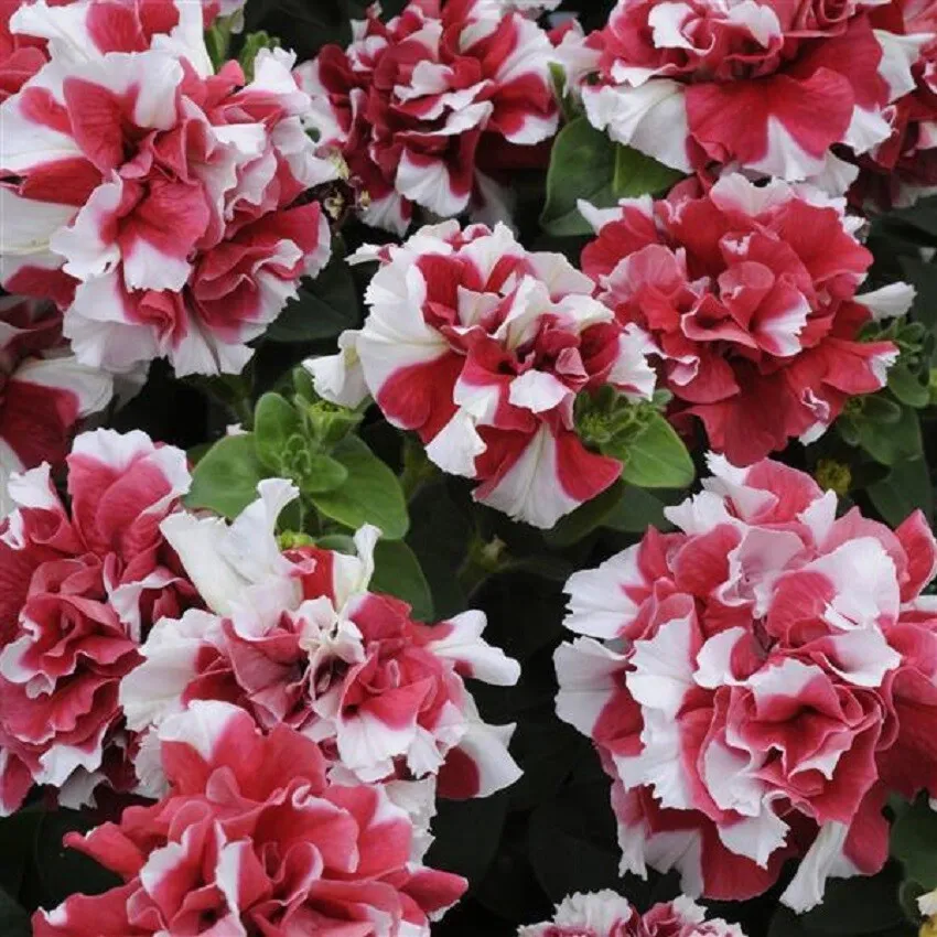 50 Pelleted Petunia Seeds Double Madness Red White - £13.31 GBP