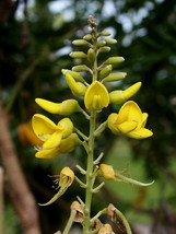 20 Seeds Yellow Necklacepod Silver Bush Sophora Tomentosa  - £15.97 GBP